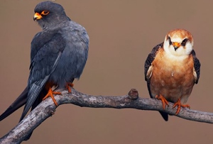 Шонхор (Турамтай шонхор)